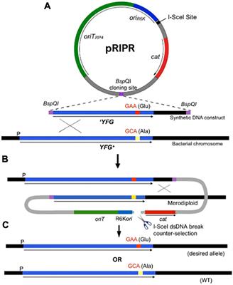 Methionyl-tRNA synthetase synthetic and proofreading activities are determinants of antibiotic persistence